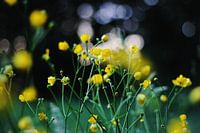 Buttercups