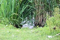 beekje omring door  grassen