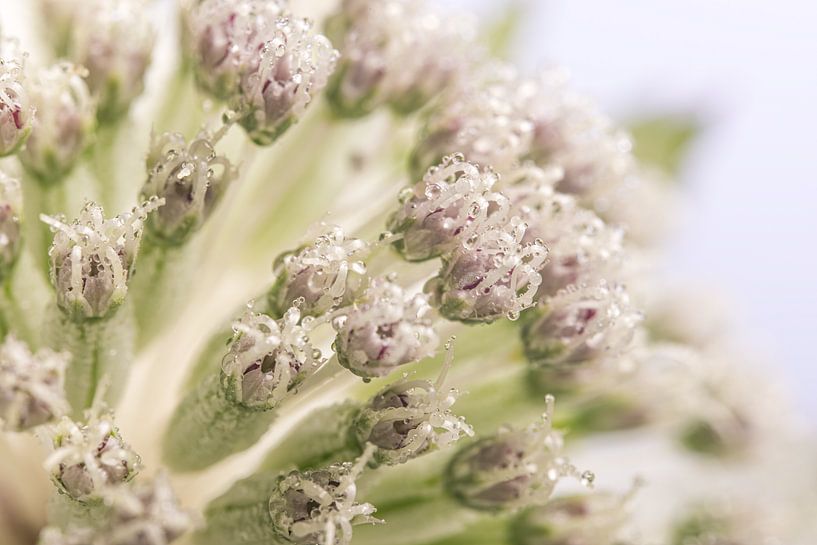 Das Herz einer weißen Astrantia Major mit Tröpfchen von Marjolijn van den Berg