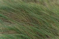 Dune Grass
