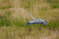 Héron gris au décollage