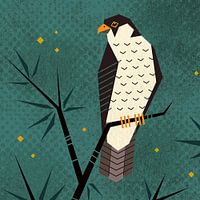 Vogel-Serie Geometrie Falke