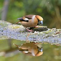 Apple finch with mirror image