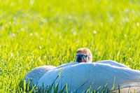 Une famille de cygnes se repose dans un champ fauché, les deux parents s'occupant de leurs petits, q