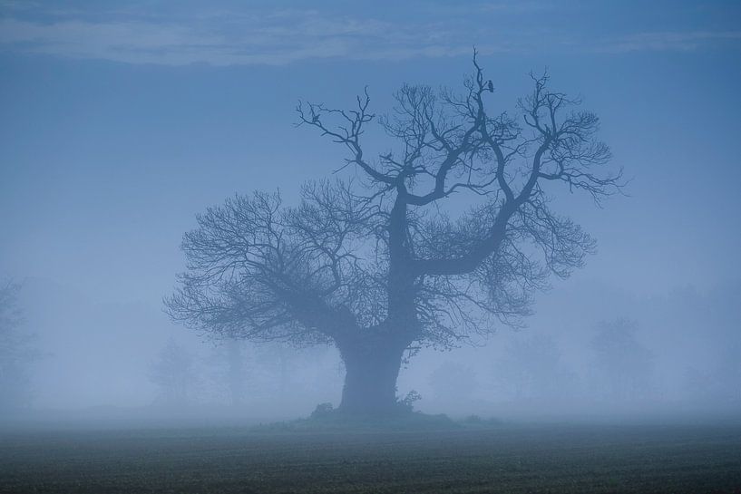 The Raven by Erwin Klein