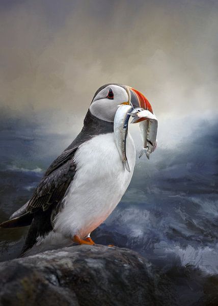 Atlantic Puffin by Diana van Tankeren