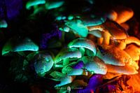 Pilze aus dem Wunderland