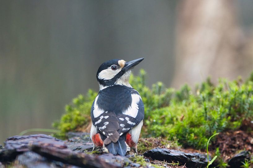 Pic épeichette par Eline Buijsrogge