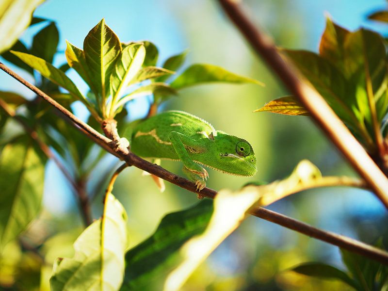 Hidden in the green by Mathias Möller