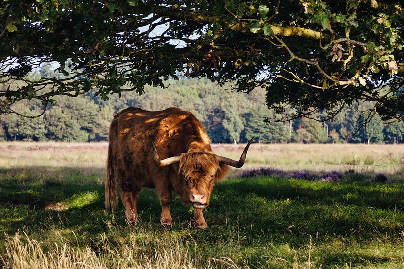 The Scottish Highlander by Anneke Hooijer