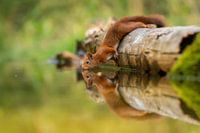 L'écureuil qui boit