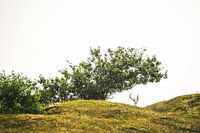 Hirsch auf der Lauer
