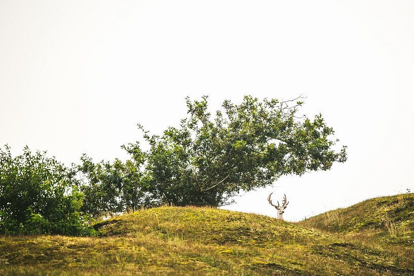 Hirsch auf der Lauer von Marjolijn Maljaars
