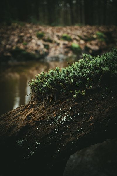 Mossy log over water by Jan
