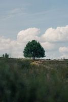 Einsame Eiche auf der Veluwe