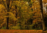 Herbstwald