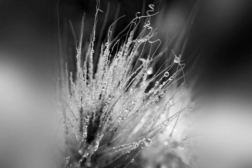 Gerbe de rosée von Martine Affre Eisenlohr