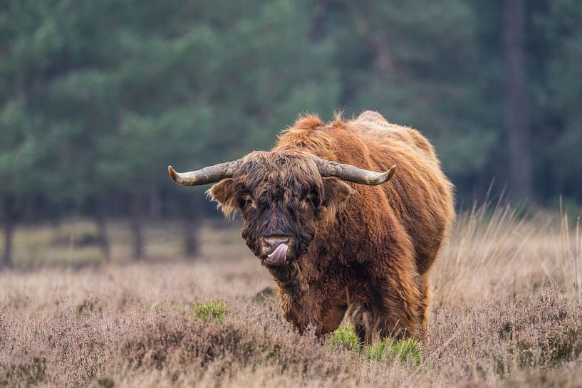 Leckender großer schottischer Highlander-Bulle von Jeffrey Hol