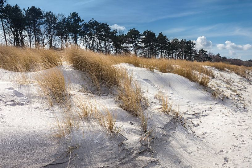 Dunes at the beach of Zingst in winter by Christian Müringer