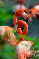 Lachsfarbe Flamingo Avifauna Farbe tropische Vögel Natur Tiere