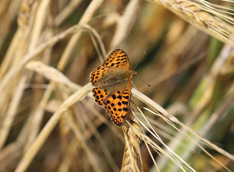 Small mother-of-pearl butterfly by Matthias Brix