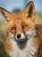 portrait d'un renard