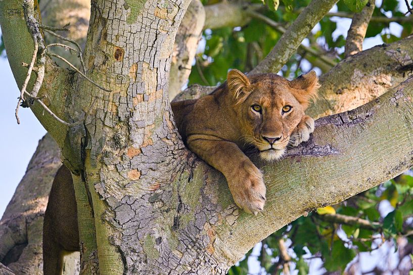Lion dans un arbre - Parc national de la Reine Elizabeth par Robert Styppa