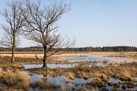 Landscape with fens "strabrechtse heide" evening light in spring