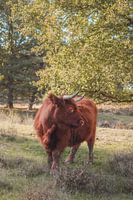 Scottish highlander on the Veluwe