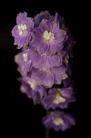 Beautiful purple flowers