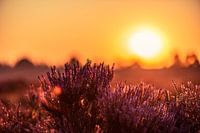 Heathland at sunrise