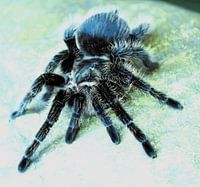 Bird spider, so close