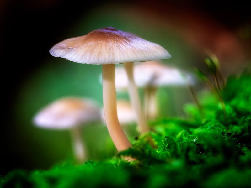 A fall display van Ruud Peters