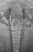 Rhino Tail