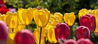Rote und gelbe Tulpen
