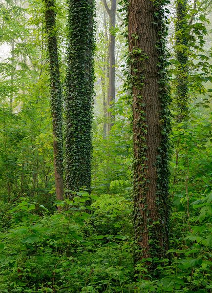 Une belle scène forestière au printemps aux Pays-Bas par Jos Pannekoek