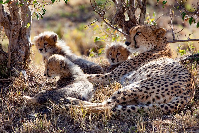 zu heiß zum jagen von Peter Michel