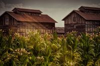 séchoir à tabac, allemagne