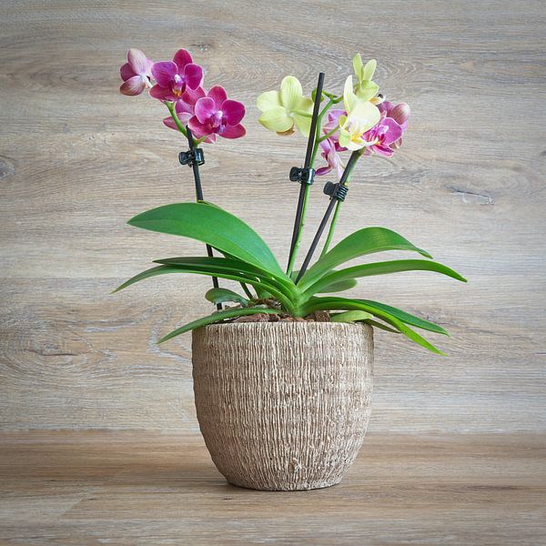 bicolor flowering orchid in flower pot by Heiko Kueverling