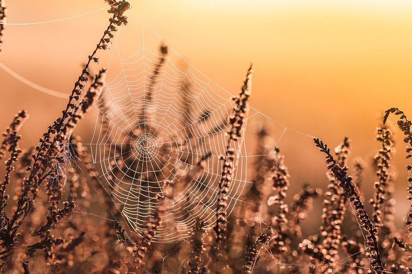 Spider web in the sunrise by Capacidad Fotografie