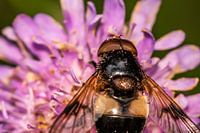 Hoverfly on pink flower