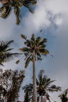 Palm trees of Bali Indonesia