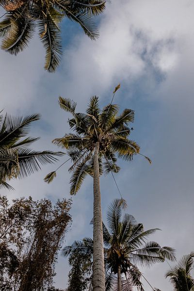 Palm trees of Bali Indonesia by Anouk Strijbos
