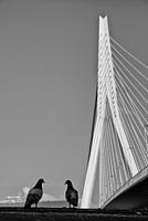 Duiven aan de voet van de Erasmusbrug