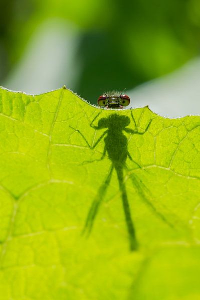 Curious fire damselfly by Danny Slijfer Natuurfotografie