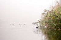 meerkoet op het water