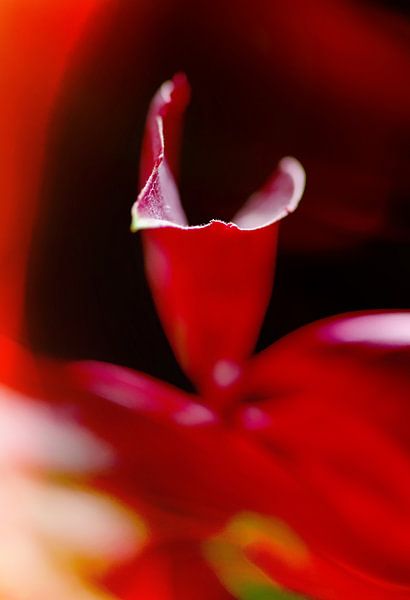 Rouge d'automne par Marlies Prieckaerts