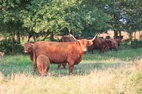 Schotse Hooglander koe met kalf