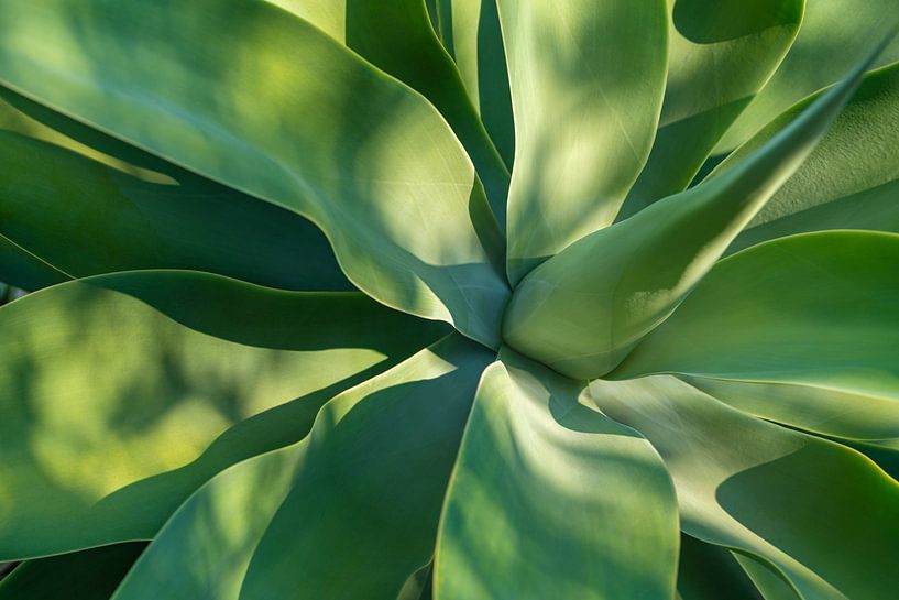 Gros plan sur une agave par Achim Prill