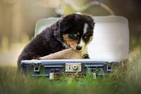 Chien de berger australien dans une valise